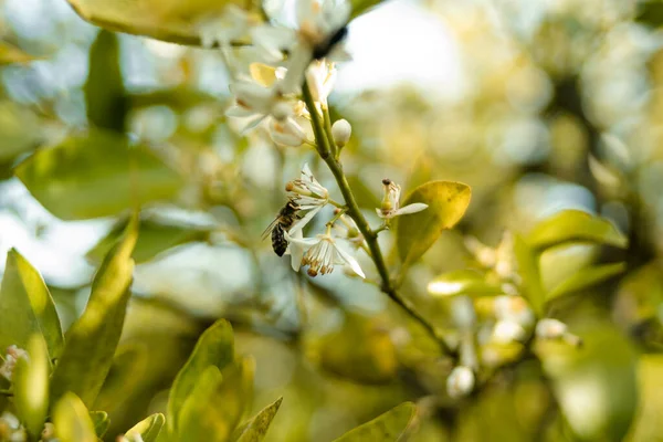 Bee pollinating a blossom orange tree.