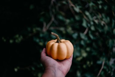 Balkabağını tutan siyah bir el resmi. Yeşil yapraklar arkaplan
