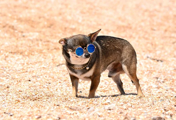 Férias Mar Com Meu Cachorrinho — Fotografia de Stock