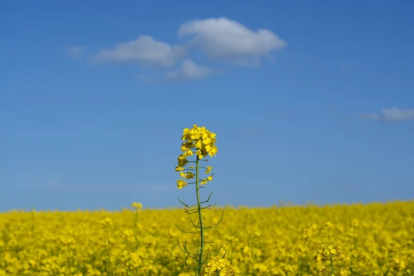 Large Field Mustard — Stock Photo, Image