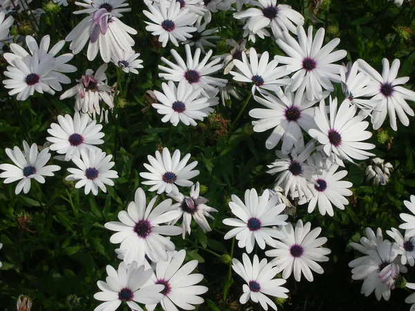 White Lavender Flowers — Stock Photo, Image