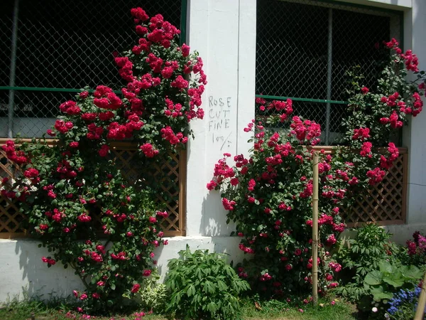 Rózsák Tornácon — Stock Fotó