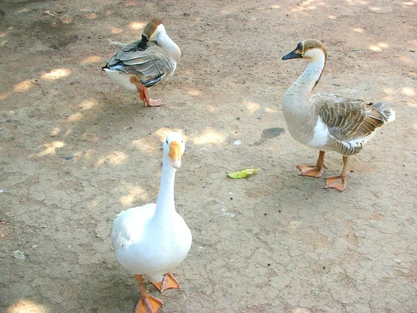 Ördekler Evin Yakınında Waddling — Stok fotoğraf