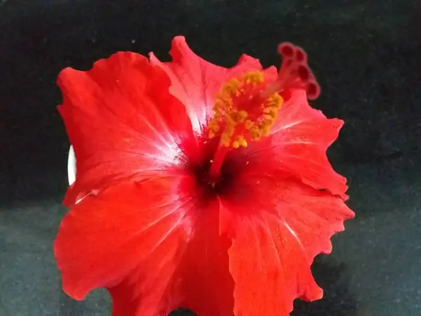 Κόκκινο Λουλούδι Μαύρο Φόντο — Φωτογραφία Αρχείου