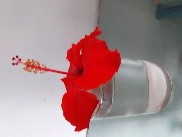 Red Hibiscus White Glass — Stock Photo, Image