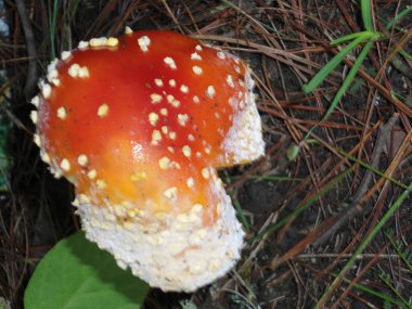 orman zeminüzerinde kırmızı mantar