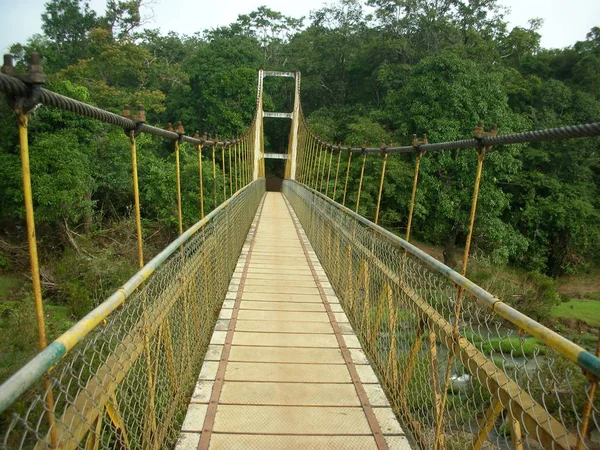 Ponte Legno Alla Foresta Verde — Foto Stock