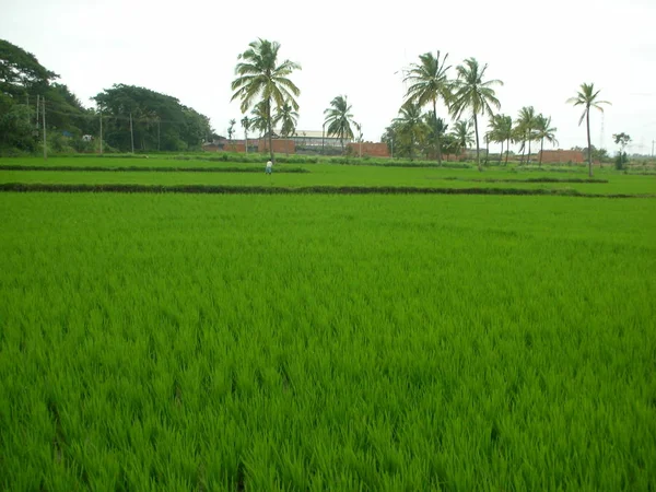 Agricultura Verde South India — Fotografia de Stock