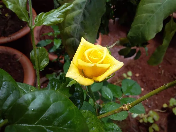 Gelbe Rose Meinem Garten — Stockfoto