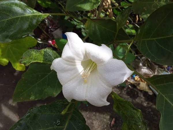 Weiße Blume Mit Grünen Blättern — Stockfoto