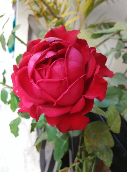 Eine Rose Auf Dem Balkon — Stockfoto