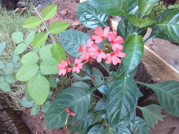 Fleurs Rose Pâle Avec Des Feuilles Vertes — Photo