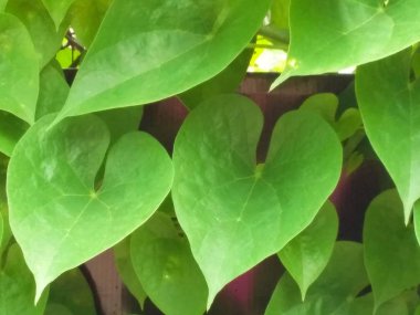 yeşil yaprakların bir çalışma