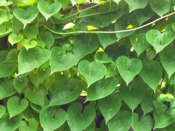 Килим Зеленого Листя — стокове фото