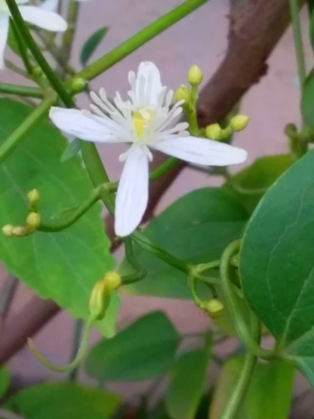 Une Étude Une Seule Fleur Blanche — Photo