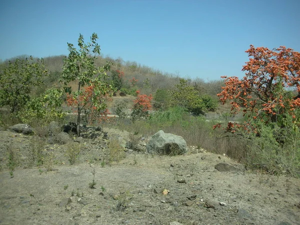 Vista Una Remota Foresta Indiana — Foto Stock