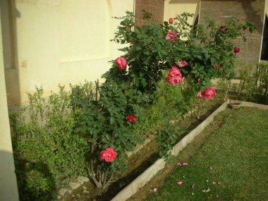 başka bir perspektiften arka bahçesinde