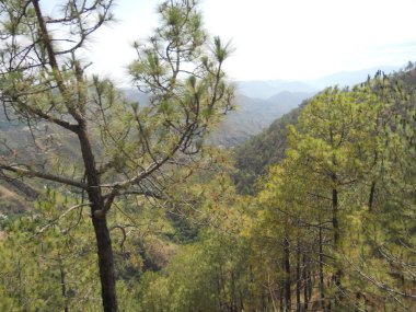 bir yolculuk sırasında wayside yeşil orman