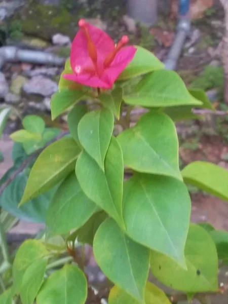 Flor Rosa Com Folhas Verdes — Fotografia de Stock