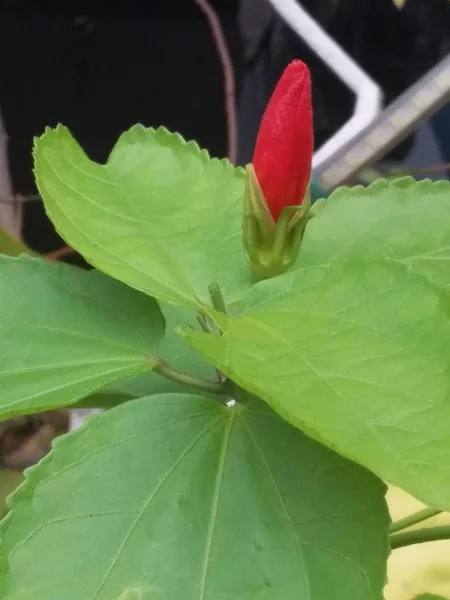 Rote Hibiskusknospe Mit Grünen Blättern — Stockfoto