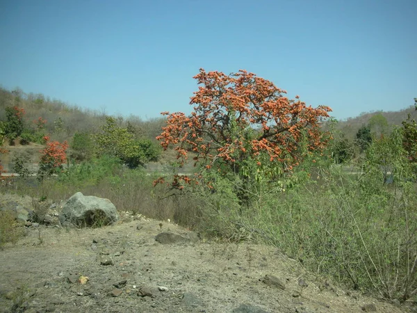 Fioritura Della Fiamma Della Foresta Nell India Centrale — Foto Stock