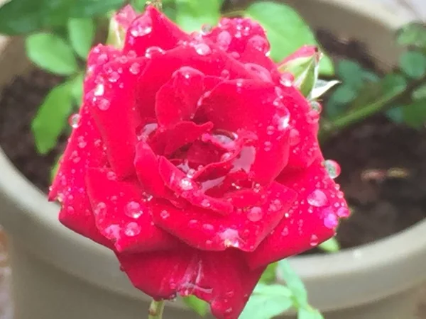 Pink Rose Dew — Stock Photo, Image