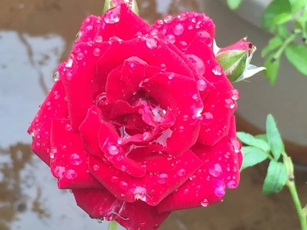 One Rose Heavy Rain — Stock Photo, Image