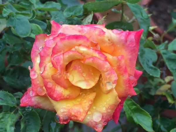 Dew Colorful Rose — Stock Photo, Image