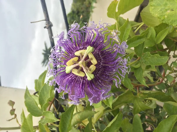Ένα Μπλε Λουλούδι Στον Κήπο — Φωτογραφία Αρχείου