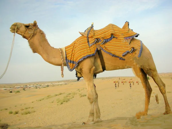 Vervoer Van Thar Desert Rechtenvrije Stockafbeeldingen