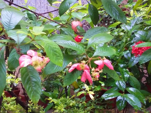 Arbustos Verdes Con Flores Rosadas — Foto de Stock