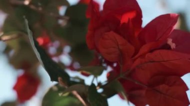 Bahçede kırmızı gül