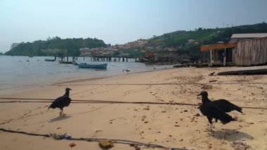 Kumsalda yürüyen siyah kuşlar