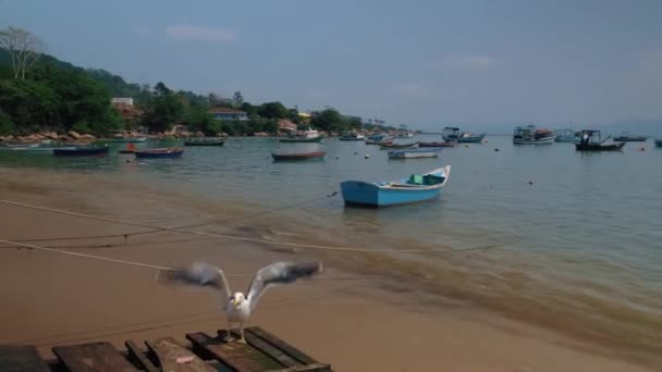 Птахи Борються Їжу Морі — стокове відео