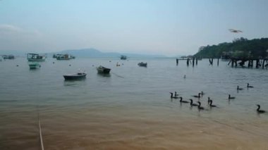 Kuşlar gündüz kumsalda yemek için kavga ederler.