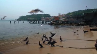 Kuşlar gündüz kumsalda yemek için kavga ederler.