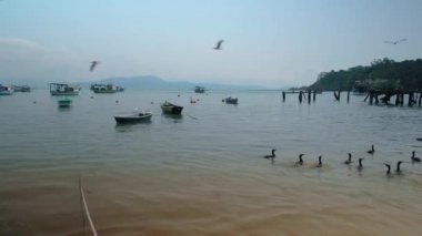 Gündüz kumsaldaki kuşlar