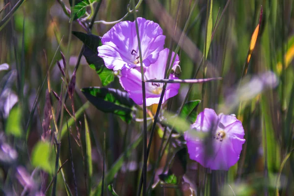 Gras Und Blumen Auf Dem Feld — Stockfoto