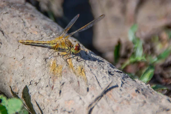 Libélula Sentó Una Rama Árbol Libélula Sentó Descansar Sobre Una —  Fotos de Stock