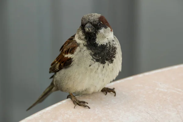 Gråbrun Sparv Fågel Det Lilla Bordet Gatan Sitter — Stockfoto