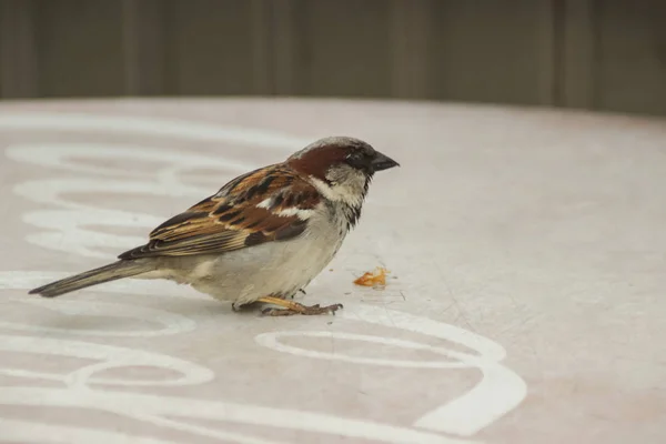 Een Grijsbruine Mus Vogel Kleine Tafel Straat Zit — Stockfoto