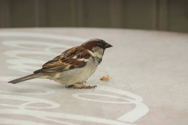 Grey Brown Sparrow Bird Little Table Street Sits — Stock Photo, Image