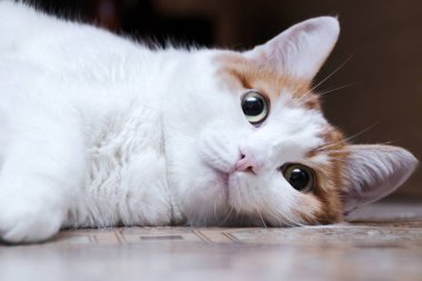 kırmızı lekeler ile beyaz kedi oturur ve yan bakar. yeşil gözlü ev güzel kedi