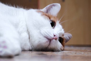 kırmızı lekeler ile beyaz kedi oturur ve yan bakar. yeşil gözlü ev güzel kedi