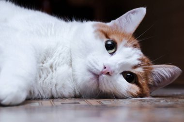 kırmızı lekeler ile beyaz kedi oturur ve yan bakar. yeşil gözlü ev güzel kedi