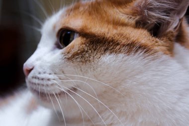 kırmızı lekeler ile beyaz kedi oturur ve yan bakar. yeşil gözlü ev güzel kedi