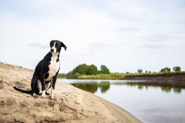 Siyah ve beyaz köpek cinsi işaretçi. Köpek nehrin kumlu kıyısında oturur ve yüzünü çevirir..