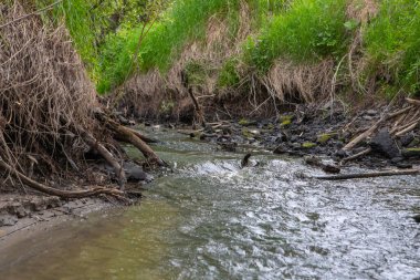 Vahşi manzaralı sığ bir orman nehri. Orman küçük nehir vahşi doğası. Vahşi nehir kolları. Orman dere eşiği görünümü.