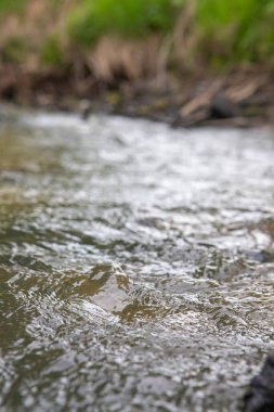 Akan suyun yakın çekimi, dalga dokusu ve arkaplan fotoğrafı. Küçük bir derenin dalgaları. Güzelliğin Sibiryası.