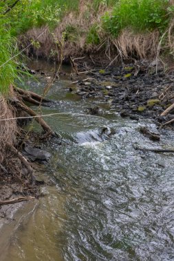 Vahşi manzaralı sığ bir orman nehri. Orman küçük nehir vahşi doğası. Vahşi nehir kolları. Orman dere eşiği görünümü.